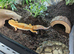 Tangerine Mix Hybino Leopard Gecko