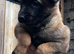Belgian malinois puppy&rsquo;s