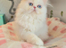 GCCF Registered pure breed kitten