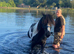 Sweet handsome 14,2hh gypsy cob