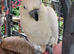 Cockatoo