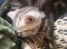 BSH sliver tabby cross bengal