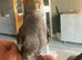 Beautiful Baby Cockatiels Available