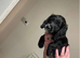 Cockapoo
