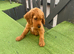 Cocker spaniel puppy&rsquo;s for sale