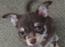 Pedigree chihuahua boys