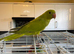 Baby Ringneck