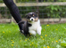Australian Shepherd Black Tri Puppies