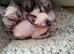 Sphynix kitten one left