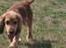 Cocker spaniel stud