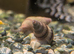 Assasin Snails