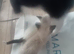 Kittens for sale