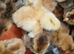 Just hatches mixed chicks