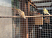 4 canaries for sale