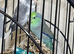Baby parrotlets Glasgow