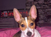 Urgent home needed
