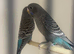 Black mutation budgies
