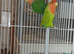 Peach Face Love Birds