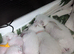 BENAMESE KITTENS ️