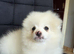 Last one pomeranian puppy boy available