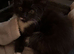 10 mixed breed kittens