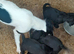 Sprocker pups