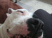 Female american bulldog