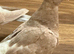 Two hand raised roller pigeons