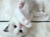 GCCF Registered Pedigree Ragdoll