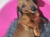 Standard dachshund bitch