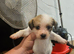 Shih tzu cross jack russell puppys