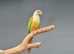 bird accessories