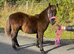 Registered standard Shetland