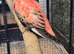 Beautiful Rosa Bourke’s Parakeet Pair – Healthy Birds