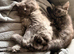 Maine Coon kittens