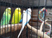 3x budgies and full set up