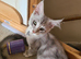 Pedigree maine coon boys