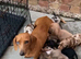 LAST Miniature Dachshund Puppy Ready for Their Forever Homes!
