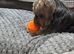 Lovely male older puppy