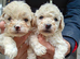 Beautiful maltipoos