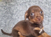 Dachshund x puppies
