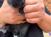 Little Rex babies