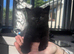 Stunning rare colours pure BHS kittens