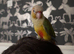 Beautiful DNA tested male conure