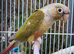 Beautiful cinnamon Pineapple conure male dna sexed