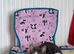 BOY CAT TO BE REHOMED