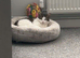 Mika the cat