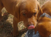 Labrador fox red