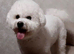 Adorable Bichon frise