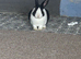6 rabbits for rehoming and guinea pigs